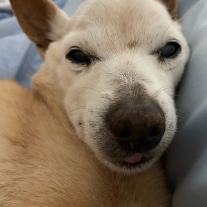 Meet your Posher, Donna